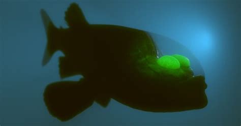 This Elusive Fish Has Only Been Seen 9 Times! .
